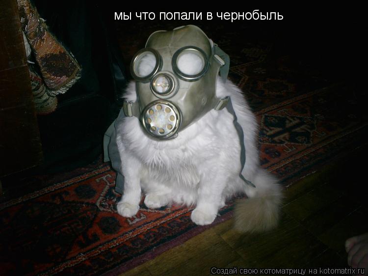 мы что попали в чернобыль... Котоматрица: мы что попали в чернобыль