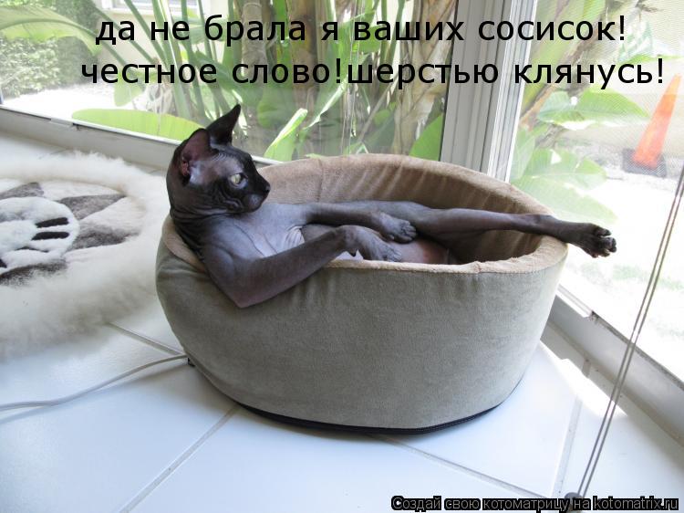 да не брала я ваших сосисок! да не брала я ваших сосисок! честное слово!шерстью клянусь! честное слов... Котоматрица: да не брала я ваших сосисок! да не брала я ваших сосисок! честное слово!шерстью клянусь! честное слово!шерстью клянусь!