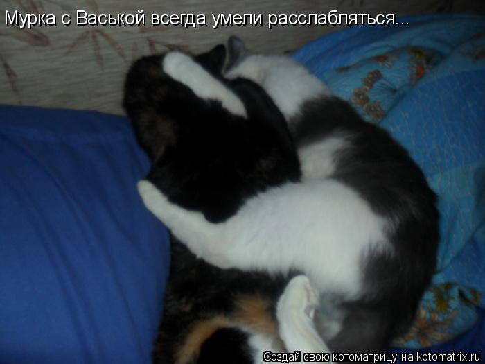 Мурка с Васькой всегда умели расслабляться...... Котоматрица: Мурка с Васькой всегда умели расслабляться...