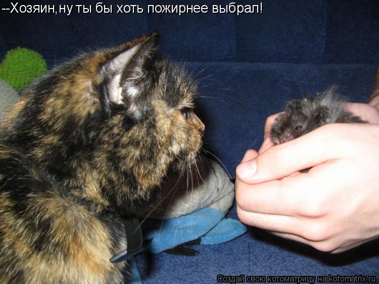 --Хозяин,ну ты бы хоть пожирнее выбрал!... Котоматрица: --Хозяин,ну ты бы хоть пожирнее выбрал!