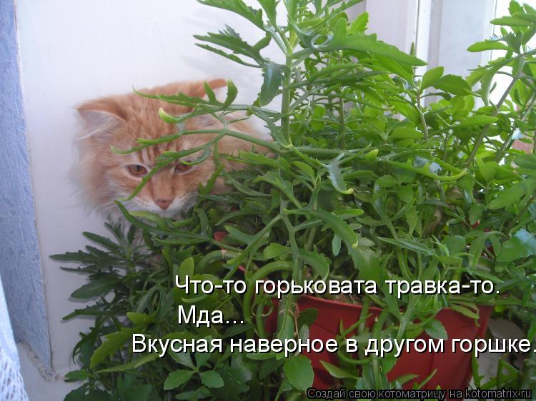 Что-то горьковата травка-то. Мда... Вкусная наверное в другом горшке.... Котоматрица: Что-то горьковата травка-то. Мда... Вкусная наверное в другом горшке.