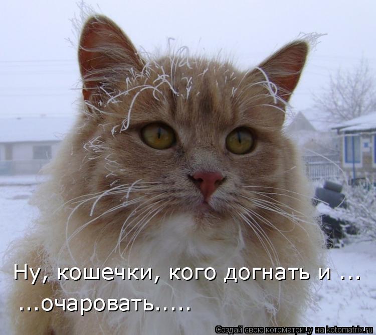 Ну, кошечки, кого догнать и ... ...очаровать........ Котоматрица: Ну, кошечки, кого догнать и ... ...очаровать.....
