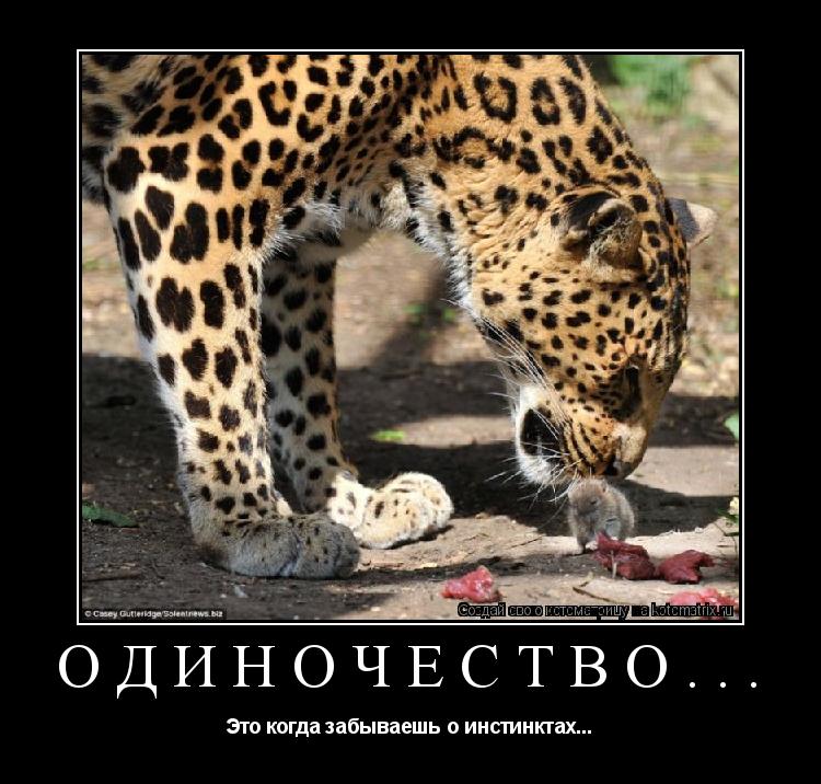 Одиночество... Это когда забываешь о инстинктах...... Котоматрица: Одиночество... Это когда забываешь о инстинктах...