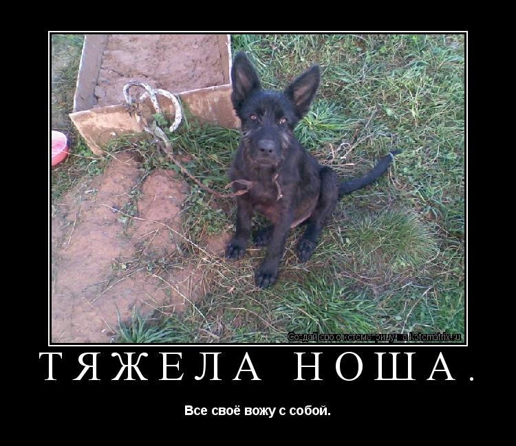 Тяжела ноша. Все своё вожу с собой.... Котоматрица: Тяжела ноша. Все своё вожу с собой.