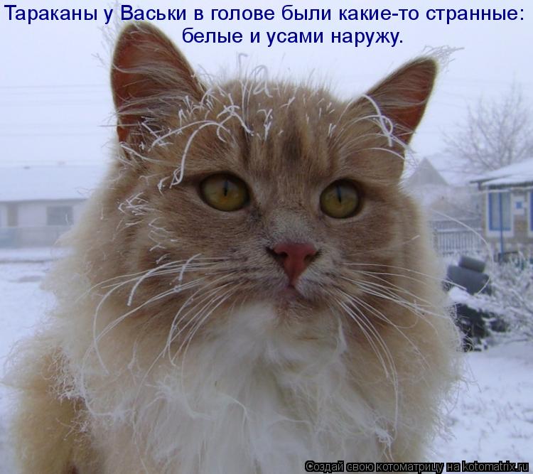 Тараканы у Васьки в голове были какие-то странные: белые и усами наружу.... Котоматрица: Тараканы у Васьки в голове были какие-то странные: белые и усами наружу.