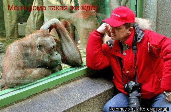 Меня дома такая же ждёт...... Котоматрица: Меня дома такая же ждёт...