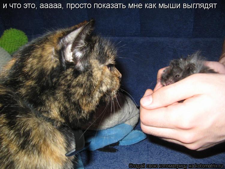 и что это, ааааа, просто показать мне как мыши выглядят... Котоматрица: и что это, ааааа, просто показать мне как мыши выглядят