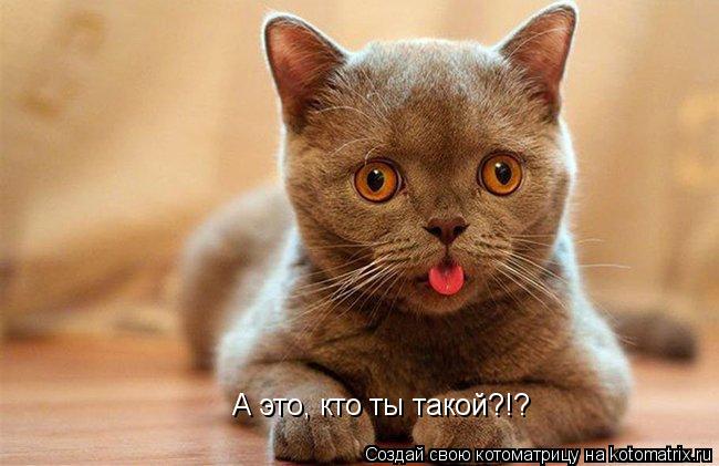 А это, кто ты такой?!?... Котоматрица: А это, кто ты такой?!?
