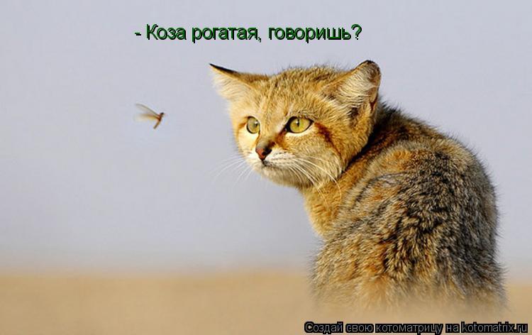 - Коза рогатая, говоришь?... Котоматрица: - Коза рогатая, говоришь?