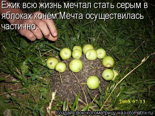 Ежик всю жизнь мечтал стать серым в яблоках конём.Мечта осуществилась частично.... Котоматрица: Ежик всю жизнь мечтал стать серым в яблоках конём.Мечта осуществилась частично.
