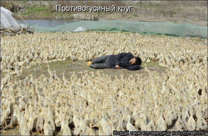 Противогусиный круг... Котоматрица: Противогусиный круг