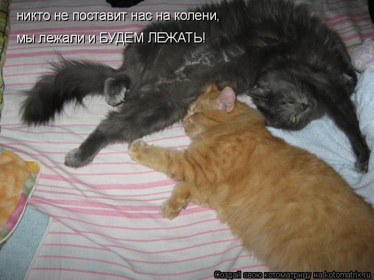 никто не поставит нас на колени, мы лежали и БУДЕМ ЛЕЖАТЬ!... Котоматрица: никто не поставит нас на колени, мы лежали и БУДЕМ ЛЕЖАТЬ!