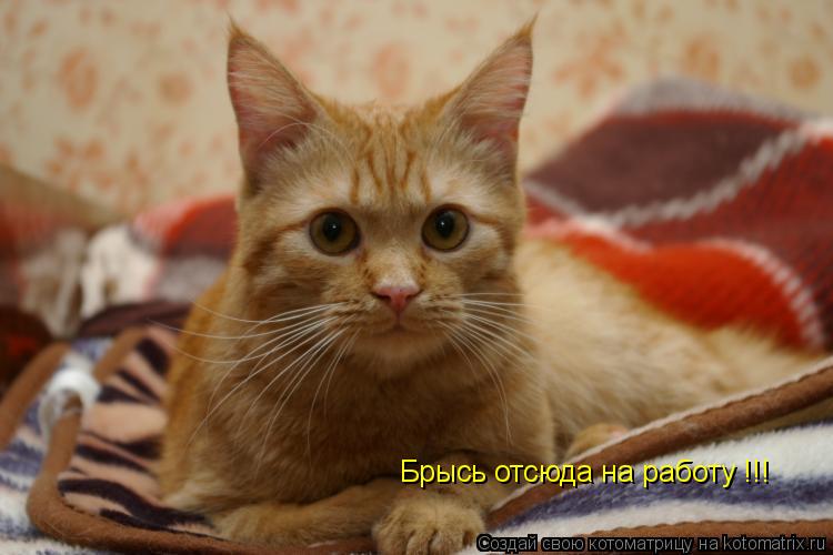 Брысь отсюда на работу !!!... Котоматрица: Брысь отсюда на работу !!!