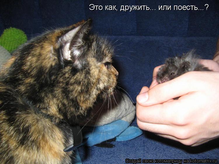Это как, дружить... или поесть...?... Котоматрица: Это как, дружить... или поесть...?