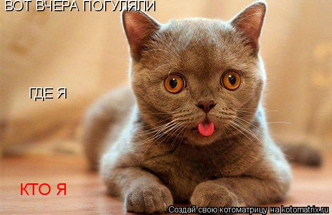 ВОТ ВЧЕРА ПОГУЛЯЛИ ГДЕ Я ГДЕ Я КТО Я КТО Я... Котоматрица: ВОТ ВЧЕРА ПОГУЛЯЛИ ГДЕ Я ГДЕ Я КТО Я КТО Я