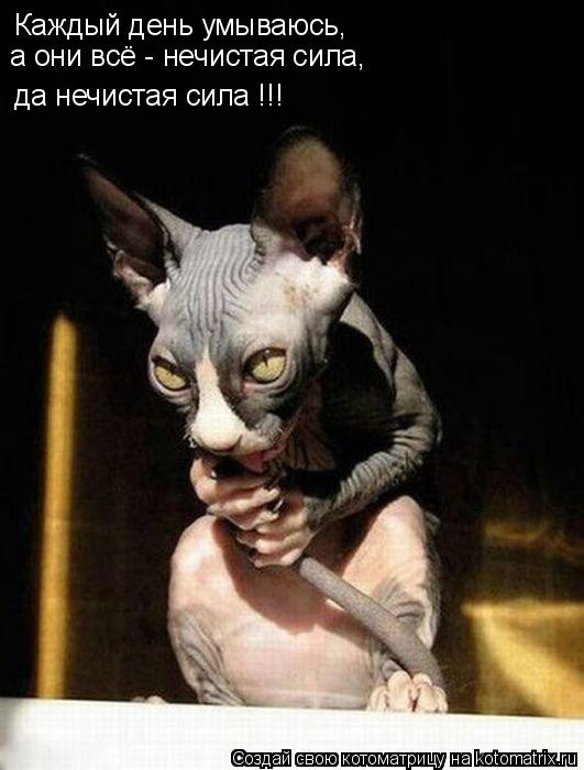 Каждый день умываюсь, да нечистая сила !!! а они всё - нечистая сила,... Котоматрица: Каждый день умываюсь, да нечистая сила !!! а они всё - нечистая сила,