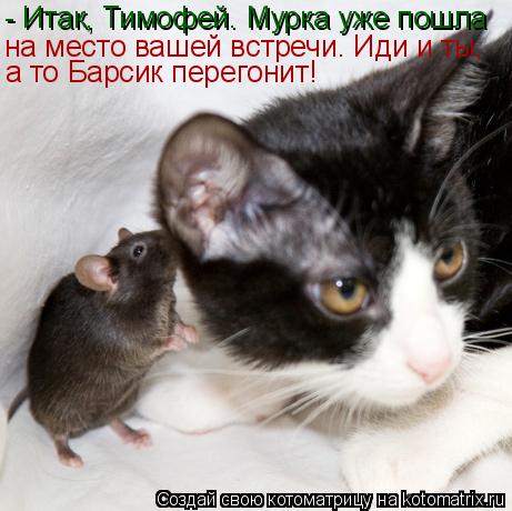 - Итак, Тимофей. Мурка уже пошла на место вашей встречи. Иди и ты, а то Барсик перегонит!... Котоматрица: - Итак, Тимофей. Мурка уже пошла на место вашей встречи. Иди и ты, а то Барсик перегонит!
