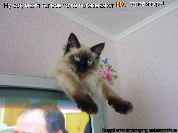Ну вот, меня теперь тоже показывают НА телевизоре! НА... Котоматрица: Ну вот, меня теперь тоже показывают НА телевизоре! НА