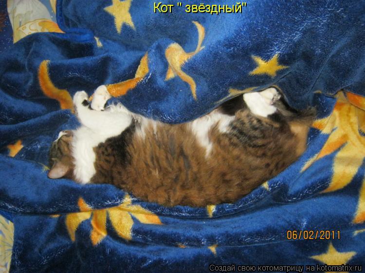 Кот " звёздный"... Котоматрица: Кот " звёздный"