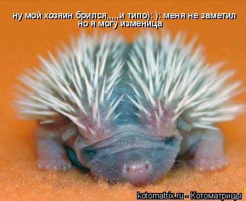 ну мой хозяин брился,,,,,и типо): ): меня не заметил но я могу изменица... Котоматрица: ну мой хозяин брился,,,,,и типо): ): меня не заметил но я могу изменица