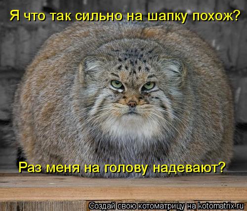 Я что так сильно на шапку похож? Раз меня на голову надевают?... Котоматрица: Я что так сильно на шапку похож? Раз меня на голову надевают?