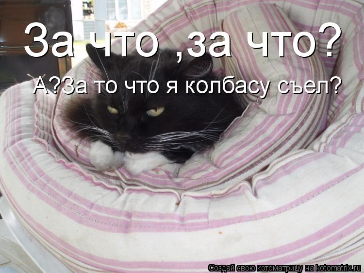 За что ,за что? А?За то что я колбасу съел?... Котоматрица: За что ,за что? А?За то что я колбасу съел?
