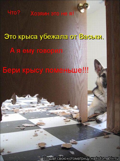 Что? Хозяин это не я! Это крыса убежала от Васьки. А я ему говорил Бери крысу поменьше!!!... Котоматрица: Что? Хозяин это не я! Это крыса убежала от Васьки. А я ему говорил Бери крысу поменьше!!!