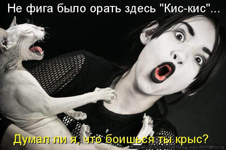 Не фига было орать здесь "Кис-кис"... Думал ли я, что боишься ты крыс?... Котоматрица: Не фига было орать здесь "Кис-кис"... Думал ли я, что боишься ты крыс?