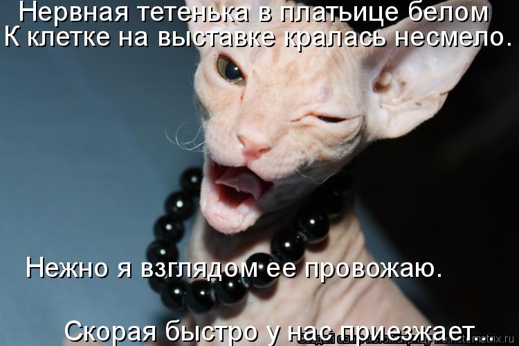 Нервная тетенька в платьице белом К клетке на выставке кралась несмело. Нежно я взглядом ее провожаю... Котоматрица: Нервная тетенька в платьице белом К клетке на выставке кралась несмело. Нежно я взглядом ее провожаю. Скорая быстро у нас приезжает...