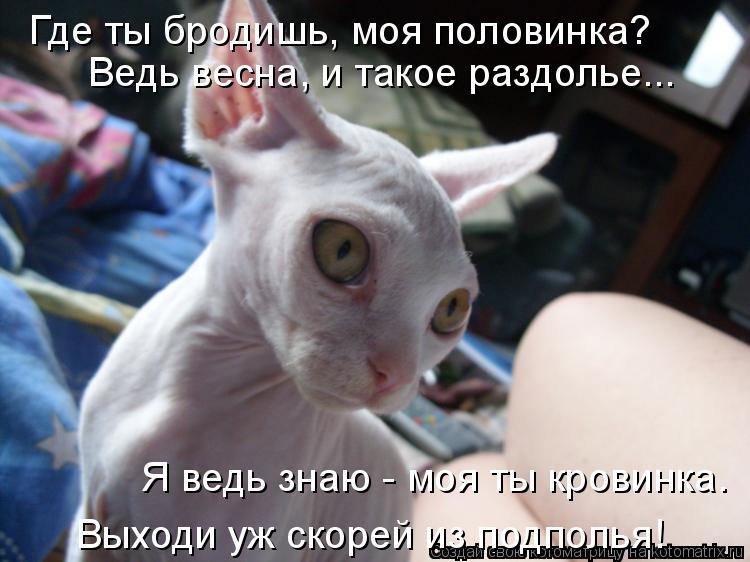 Где ты бродишь, моя половинка? Я ведь знаю - моя ты кровинка. Ведь весна, и такое раздолье... Выходи... Котоматрица: Где ты бродишь, моя половинка? Я ведь знаю - моя ты кровинка. Ведь весна, и такое раздолье... Выходи уж скорей из подполья!