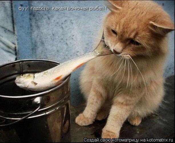 фуу! гадость какая вонючая рыба!!!... Котоматрица: фуу! гадость какая вонючая рыба!!!