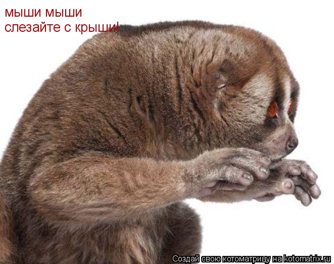 мыши мыши слезайте с крыши!... Котоматрица: мыши мыши слезайте с крыши!