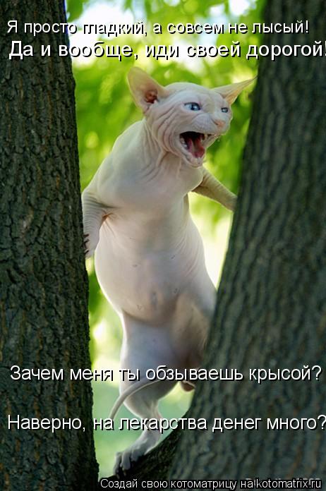 Я просто гладкий, а совсем не лысый! Да и вообще, иди своей дорогой! Зачем меня ты обзываешь крысой? ... Котоматрица: Я просто гладкий, а совсем не лысый! Да и вообще, иди своей дорогой! Зачем меня ты обзываешь крысой? Наверно, на лекарства денег много?