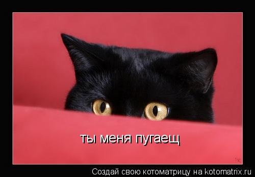 ты меня пугаещ... Котоматрица: ты меня пугаещ