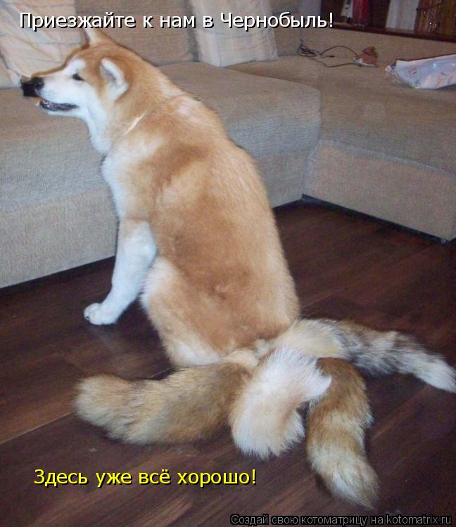 Приезжайте к нам в Чернобыль! Здесь уже всё хорошо!... Котоматрица: Приезжайте к нам в Чернобыль! Здесь уже всё хорошо!