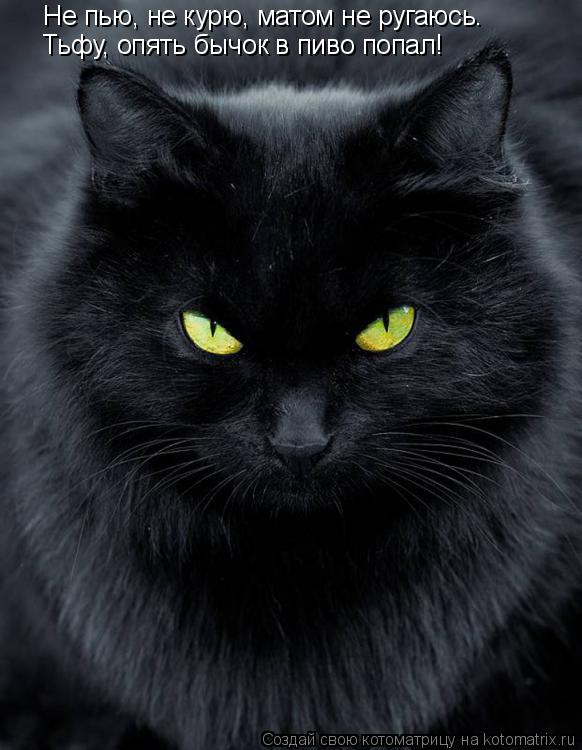 Не пью, не курю, матом не ругаюсь. Тьфу, опять бычок в пиво попал!... Котоматрица: Не пью, не курю, матом не ругаюсь. Тьфу, опять бычок в пиво попал!
