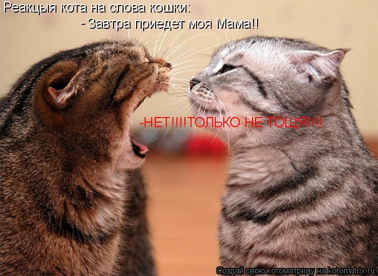 Котоматрица: Реакцыя кота на слова кошки: Завтра приедет моя Мама!! - -НЕТ!!!!ТОЛЬКО НЕ ТОЩЯ!!!!