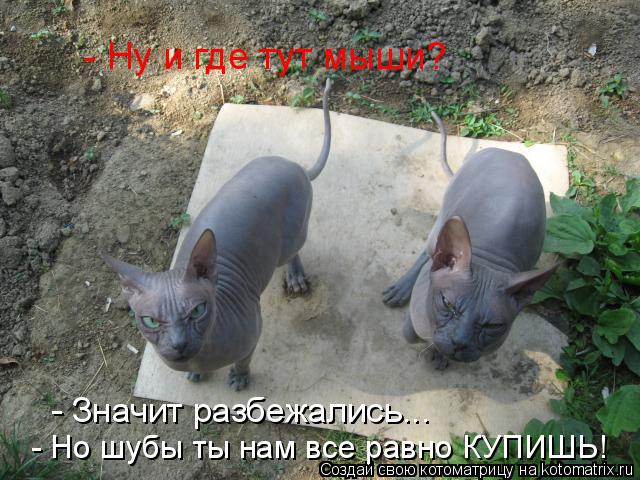 - Ну и где тут мыши? - Значит разбежались... - Но шубы ты нам все равно КУПИШЬ!... Котоматрица: - Ну и где тут мыши? - Значит разбежались... - Но шубы ты нам все равно КУПИШЬ!
