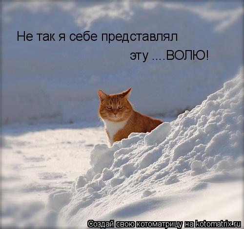Не так я себе представлял эту ....ВОЛЮ!... Котоматрица: Не так я себе представлял эту ....ВОЛЮ!