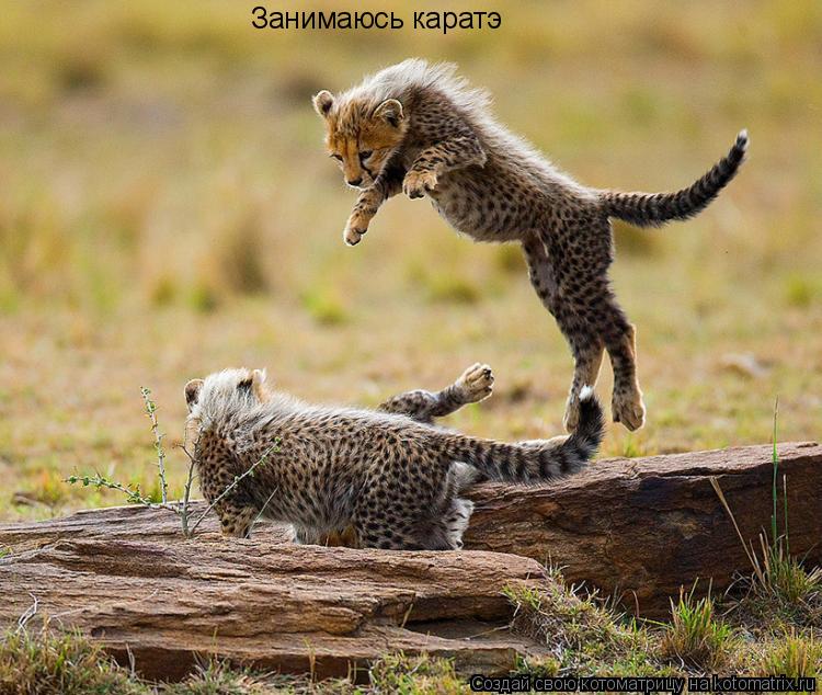 Занимаюсь каратэ... Котоматрица: Занимаюсь каратэ