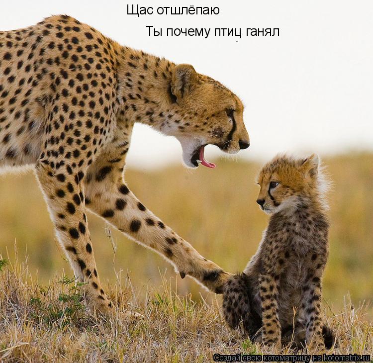 Щас отшлёпаю Ты почему птиц ганял... Котоматрица: Щас отшлёпаю Ты почему птиц ганял