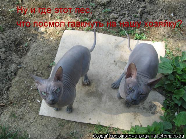 что посмел гавкнуть на нашу хозяйку? Ну и где этот пес,... Котоматрица: что посмел гавкнуть на нашу хозяйку? Ну и где этот пес,
