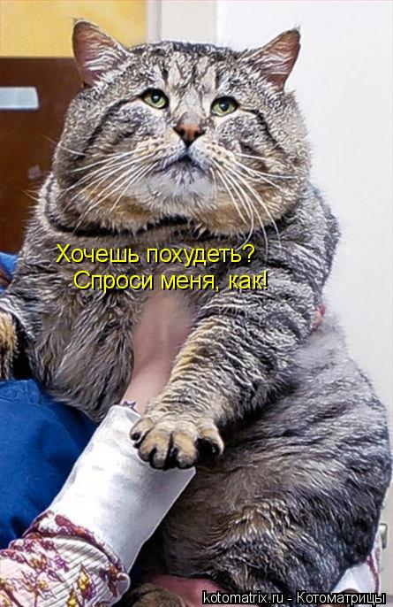 Котоматрица: Хочешь похудеть? Спроси меня, как!