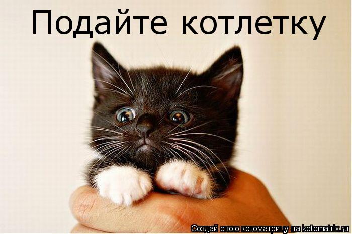 Подайте котлетку... Котоматрица: Подайте котлетку