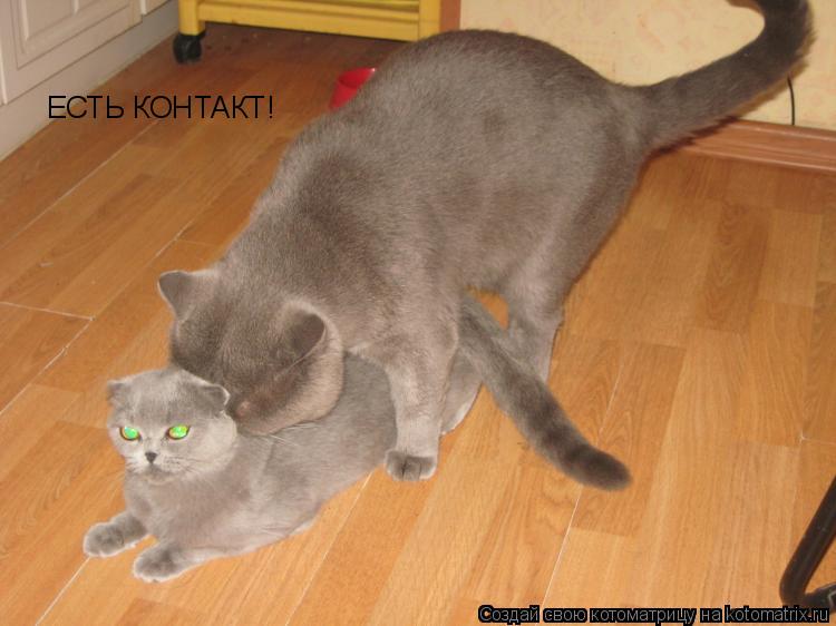 ЕСТЬ КОНТАКТ!... Котоматрица: ЕСТЬ КОНТАКТ!