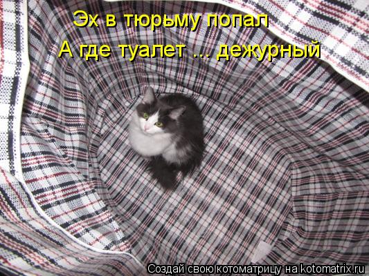 Эх в тюрьму попал А где туалет ... дежурный... Котоматрица: Эх в тюрьму попал А где туалет ... дежурный