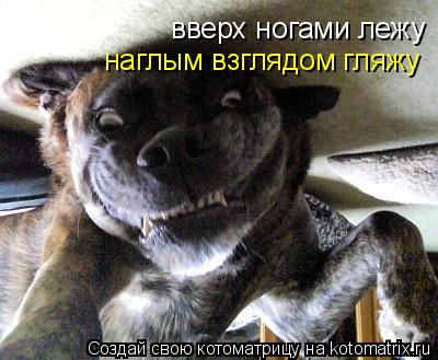 вверх ногами лежу наглым взглядом гляжу... Котоматрица: вверх ногами лежу наглым взглядом гляжу