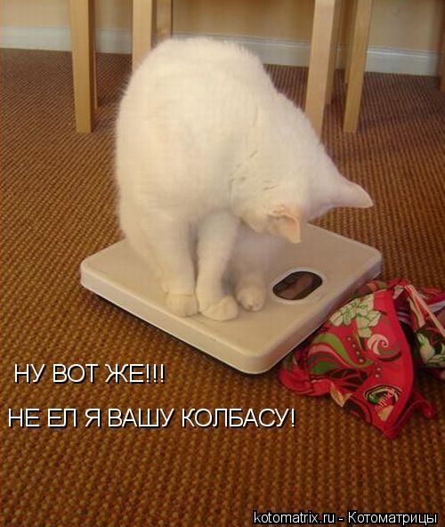 НУ ВОТ ЖЕ!!! НЕ ЕЛ Я ВАШУ КОЛБАСУ!... Котоматрица: НУ ВОТ ЖЕ!!! НЕ ЕЛ Я ВАШУ КОЛБАСУ!