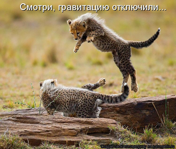 Смотри, гравитацию отключили...... Котоматрица: Смотри, гравитацию отключили...