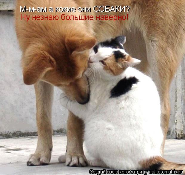 М-м-ам а кокие они СОБАКИ? Ну незнаю большие наверно!... Котоматрица: М-м-ам а кокие они СОБАКИ? Ну незнаю большие наверно!
